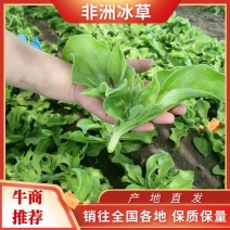 【精品】冰菜大量现货，张北基地直销，欢迎各位老板