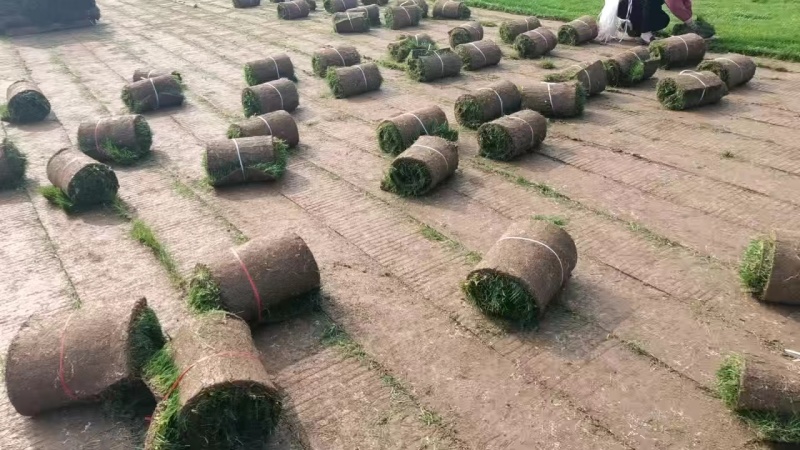 草坪草精品百幕大混播果岭草基地直发小区庭院工程绿化