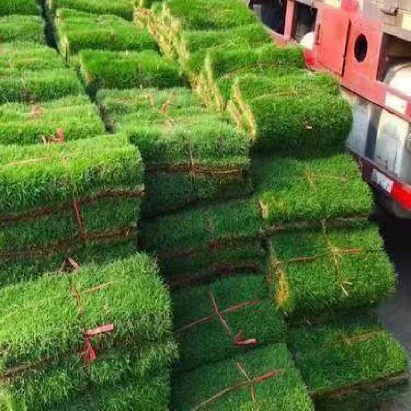 草坪草精品百幕大混播果岭草基地直发小区庭院工程绿化