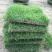 草坪草精品百幕大混播果岭草基地直发小区庭院工程绿化