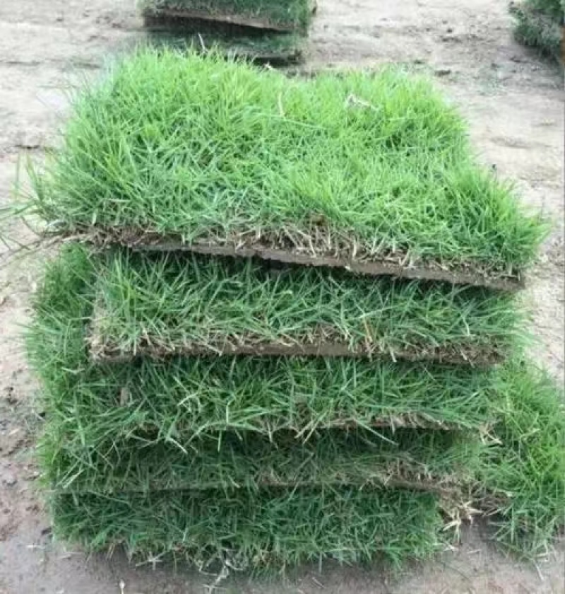 草坪草精品百幕大混播果岭草基地直发小区庭院工程绿化