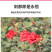墨红玫瑰花茶冻干烤干大朵花冠墨红玫瑰现货批发