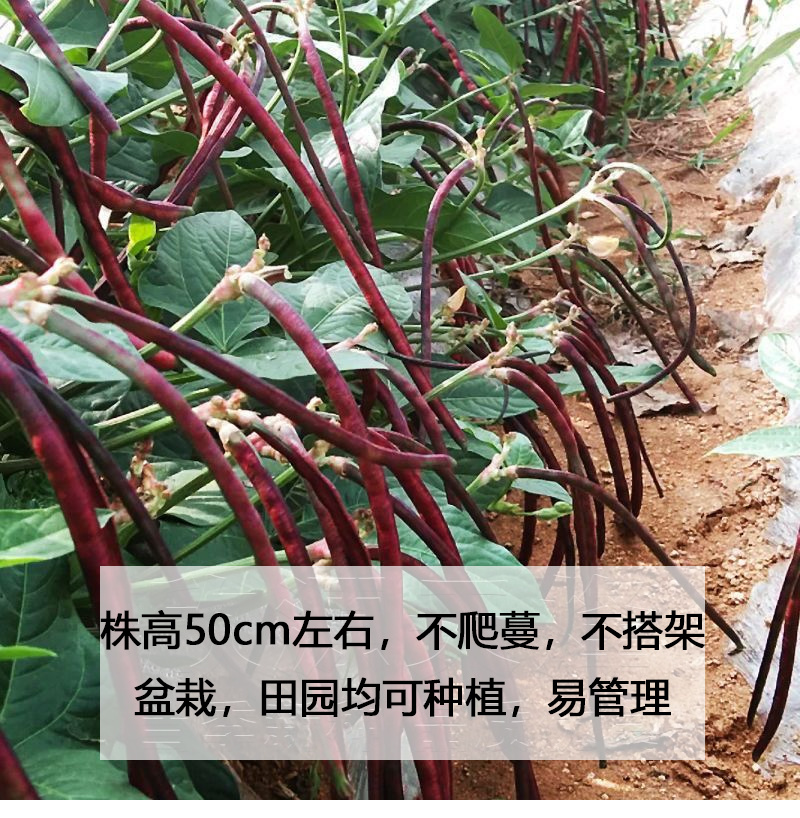 精品五月红满地红无架豆种子高产春秋红豇豆种子节间短耐热