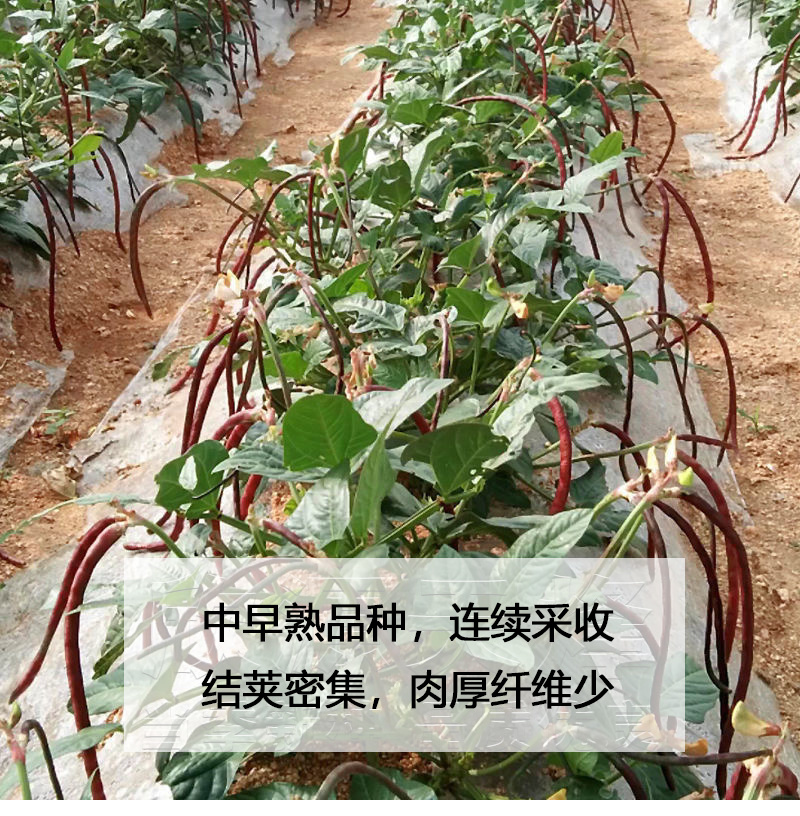 精品五月红满地红无架豆种子高产春秋红豇豆种子节间短耐热