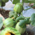芝麻蜜甜瓜种子耐寒结果多香甜含糖量高水果种