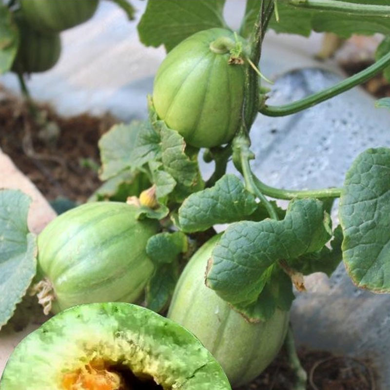 芝麻蜜甜瓜种子耐寒结果多香甜含糖量高水果种