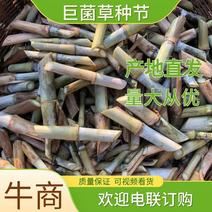巨菌草苗芽节巨菌草种节，贵州产地直发品质保证