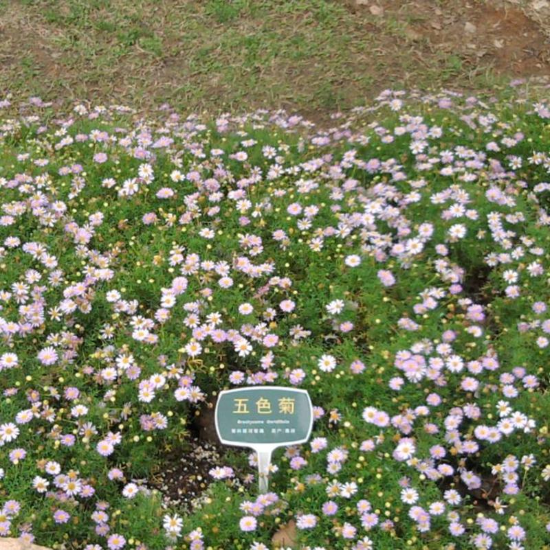 五色菊花种子室内外盆栽庭院花坛四季播易活多年生小野花花卉