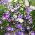 五色菊花种子室内外盆栽庭院花坛四季播易活多年生小野花花卉
