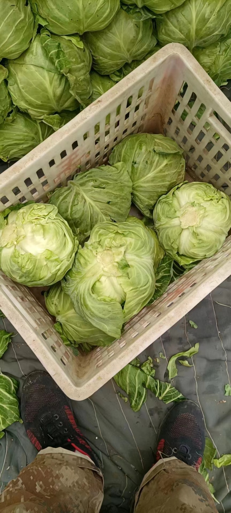 山东精品甘蓝菜大量上市中甘牛心白货源充足基地直发颜色绿