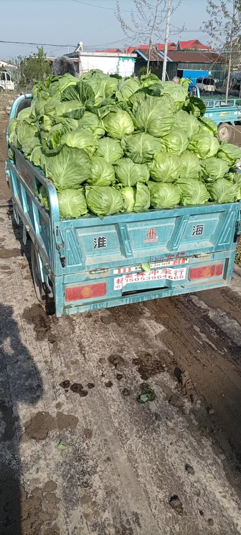 山东精品甘蓝菜大量上市中甘牛心白货源充足基地直发颜色绿