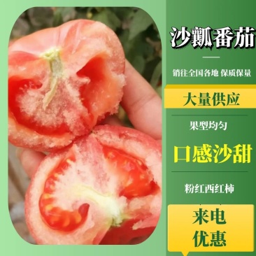 沙瓤番茄粉红西红柿产地一手货源充足对接电商批发等