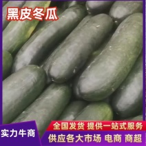 广西南宁西乡塘黑冬瓜条型好肉质好基地直供量大从优