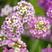 香雪球种子多年生玉蝶球芳香蜜源植物养蜜蜂采花花卉授粉植物