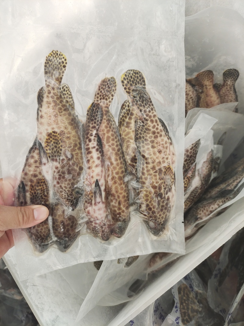 蜂巢斑-活杀极冻蜂巢斑-海南锦福益海供应蜂巢斑