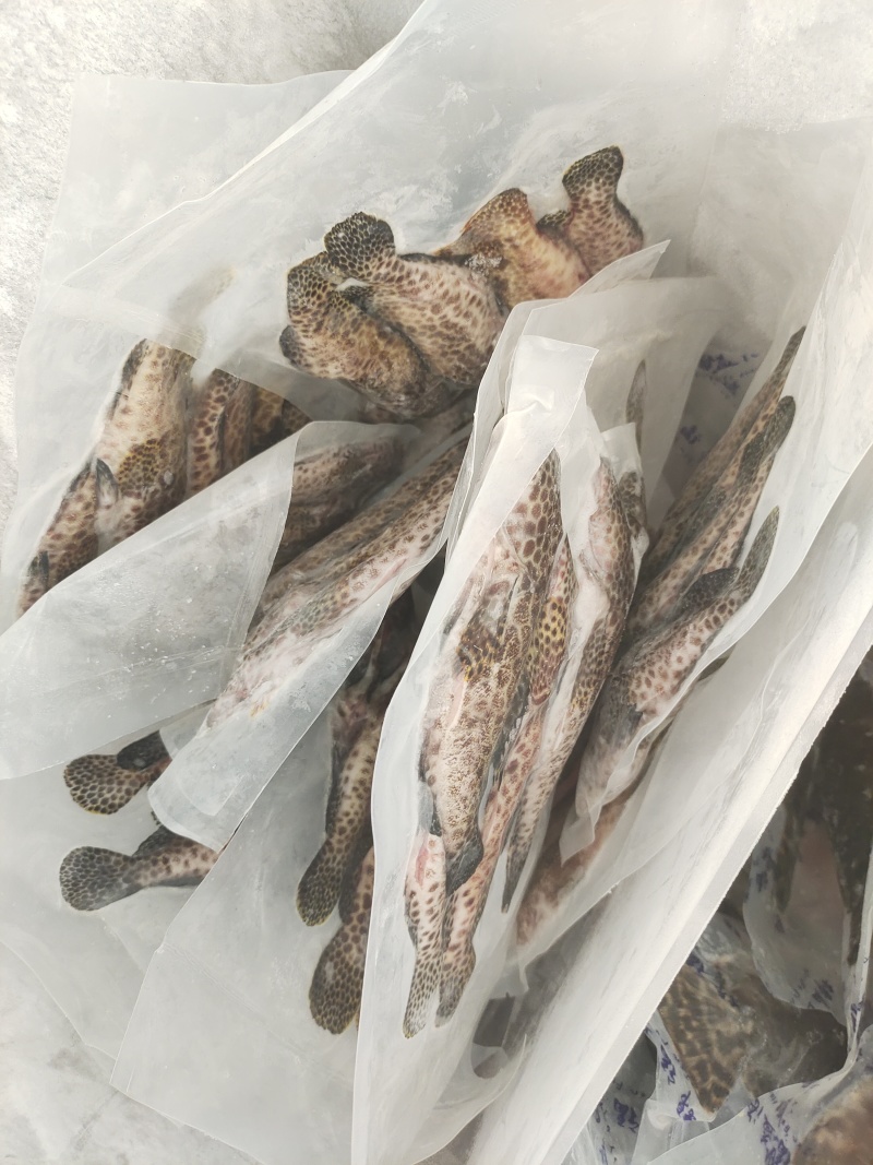蜂巢斑-活杀极冻蜂巢斑-海南锦福益海供应蜂巢斑