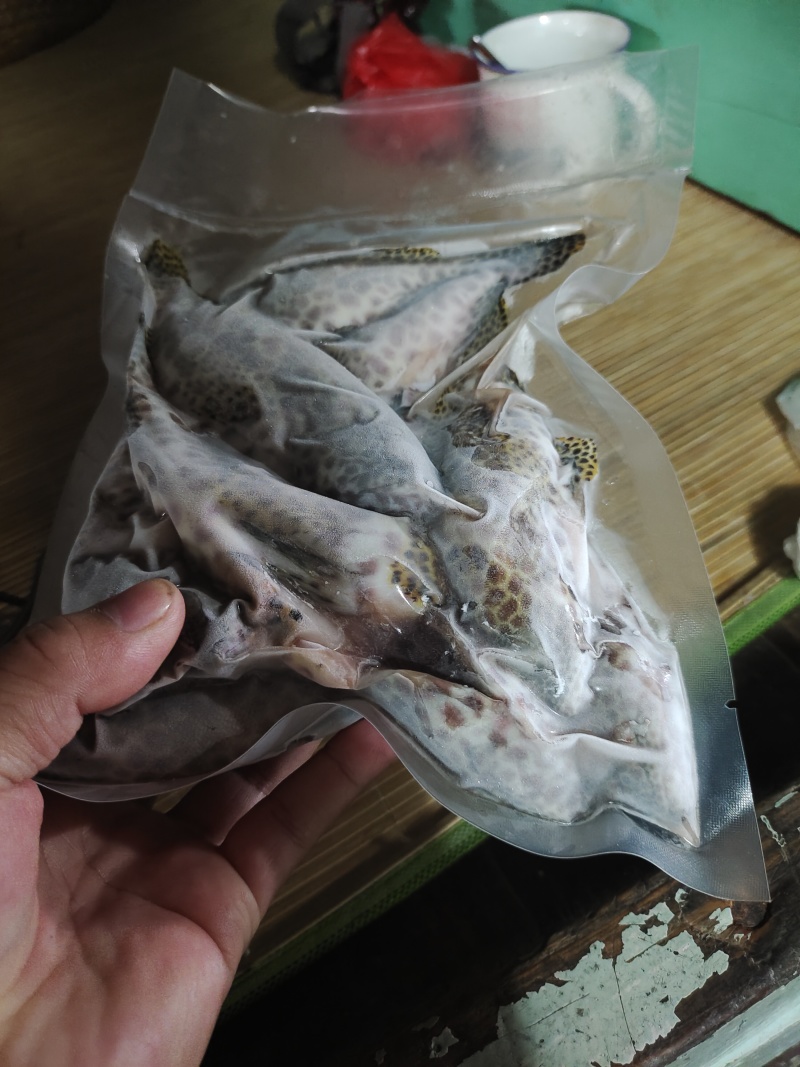 蜂巢斑-活杀极冻蜂巢斑-海南锦福益海供应蜂巢斑