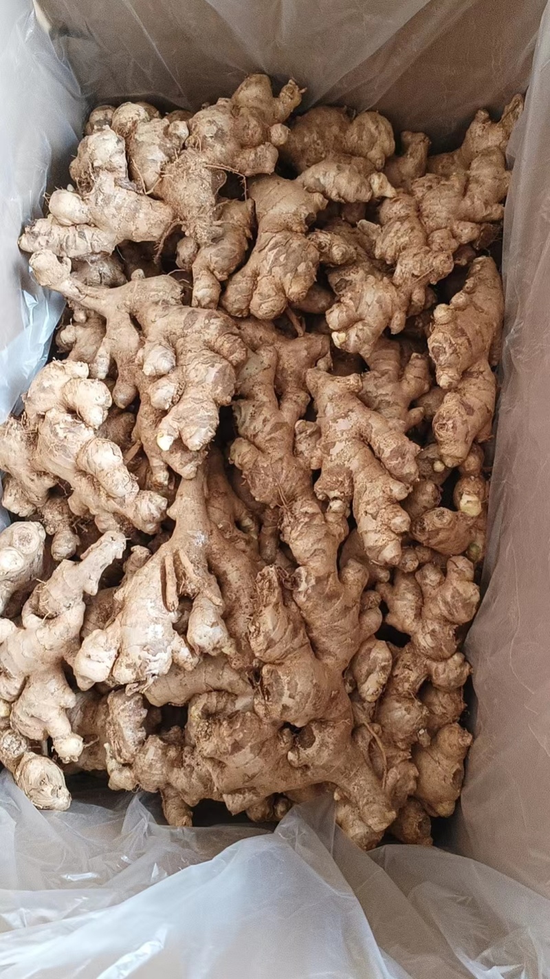 产地直发一手货源精品老姜质优价廉货源充足云南老姜