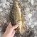 两去石斑鱼-活杀极冻石斑鱼-海南锦福益海供应石斑鱼