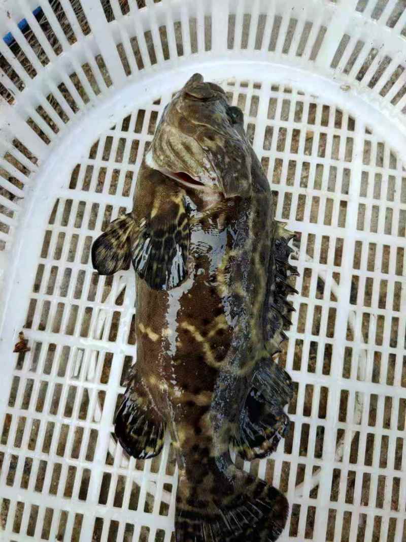 两去石斑鱼-活杀极冻石斑鱼-海南锦福益海供应石斑鱼