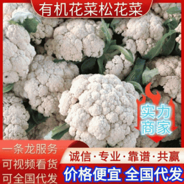 《实力商家》有机花松花菜，量大从优，可全国发货，价格合理