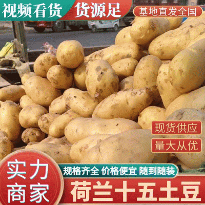 《实力商家》荷兰十五土豆V7希森6号沃土5中薯5号