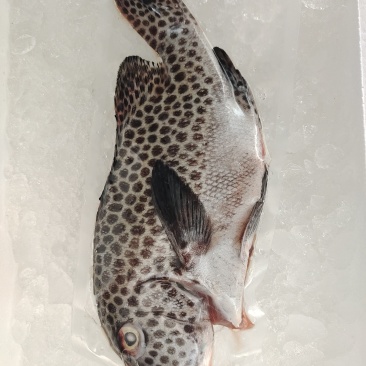 胡椒鲷鱼-活杀极冻胡椒鲷鱼批发-海南生鲜供应胡椒鲷