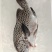 胡椒鲷鱼-活杀极冻胡椒鲷鱼批发-海南生鲜供应胡椒鲷