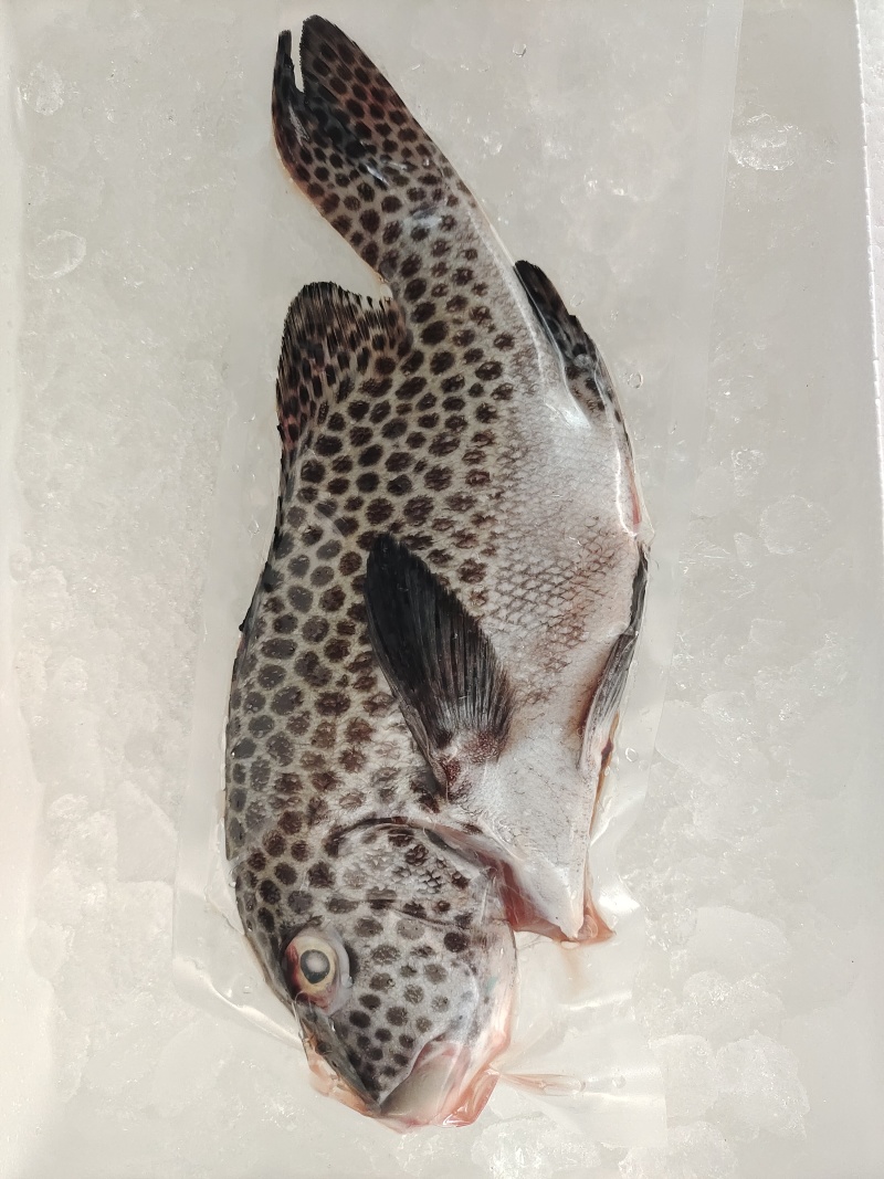 胡椒鲷鱼-活杀极冻胡椒鲷鱼批发-海南生鲜供应胡椒鲷