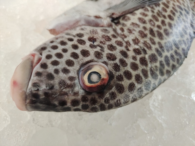 胡椒鲷鱼-活杀极冻胡椒鲷鱼批发-海南生鲜供应胡椒鲷