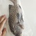 胡椒鲷鱼-活杀极冻胡椒鲷鱼批发-海南生鲜供应胡椒鲷