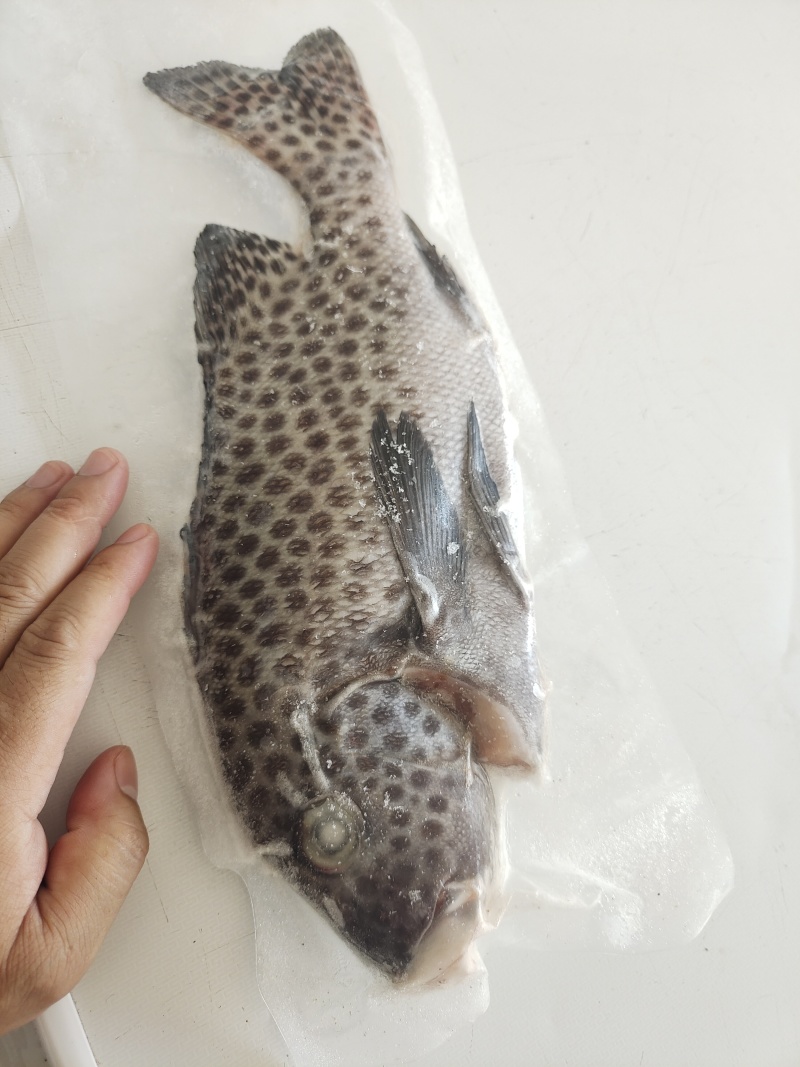 胡椒鲷鱼-活杀极冻胡椒鲷鱼批发-海南生鲜供应胡椒鲷