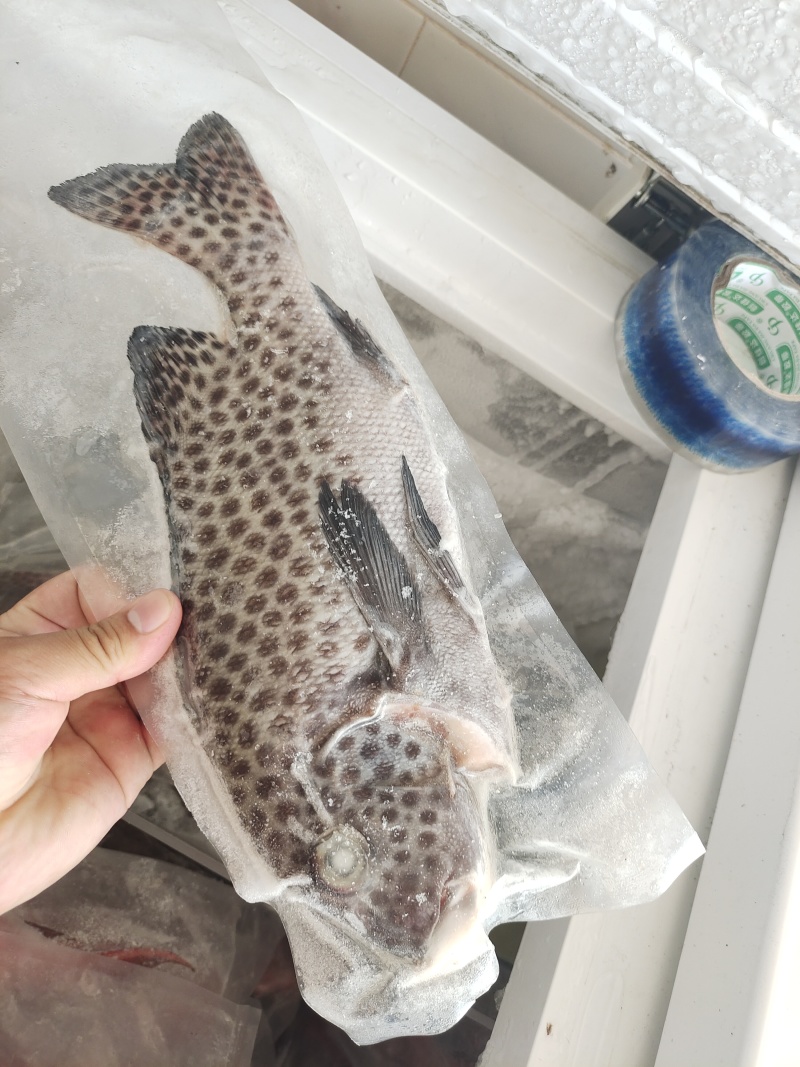 胡椒鲷鱼-活杀极冻胡椒鲷鱼批发-海南生鲜供应胡椒鲷