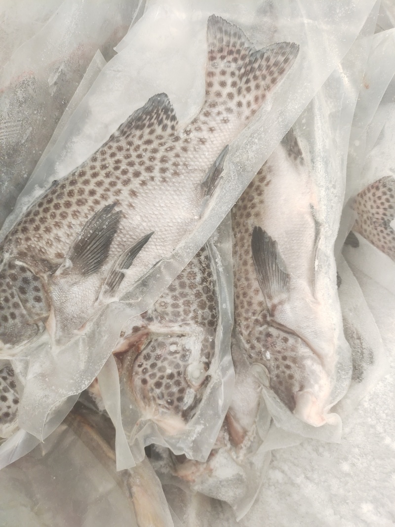 胡椒鲷鱼-活杀极冻胡椒鲷鱼批发-海南生鲜供应胡椒鲷