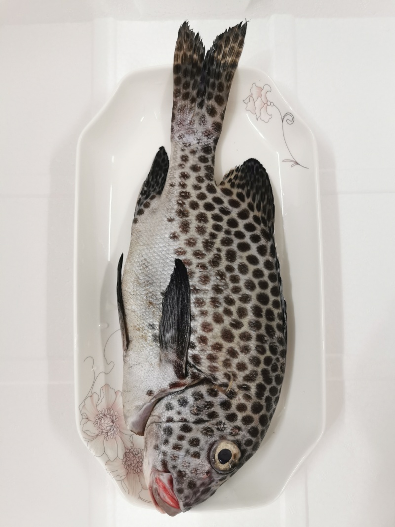胡椒鲷鱼-活杀极冻胡椒鲷鱼批发-海南生鲜供应胡椒鲷