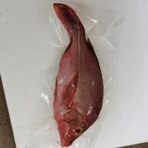 红笛鲷鱼-活杀极冻红笛鲷鱼批发-海南生鲜供应红笛鲷