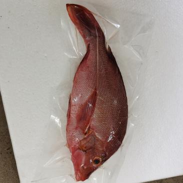 红笛鲷鱼-活杀极冻红笛鲷鱼批发-海南生鲜供应红笛鲷