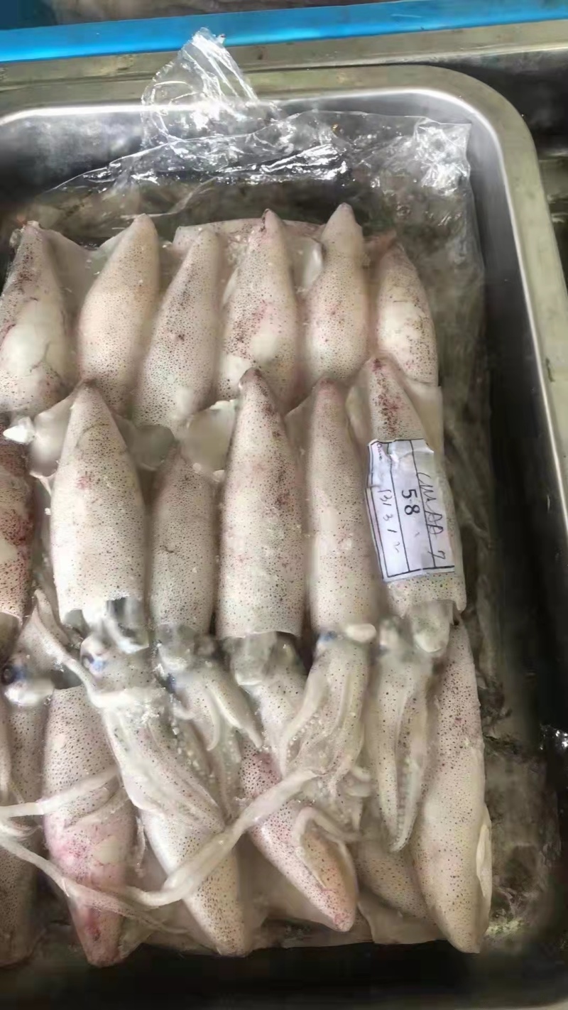 鱿鱼-活冻鱿鱼批发-海南生鲜供应鱿鱼