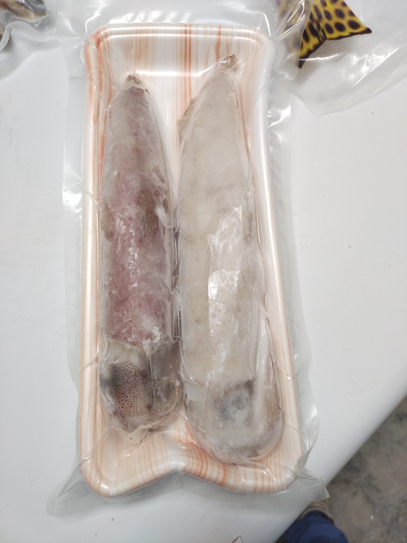 鱿鱼-活冻鱿鱼批发-海南生鲜供应鱿鱼