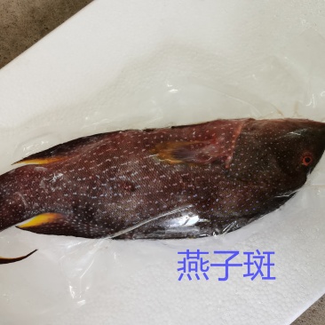 燕尾斑-活杀极冻燕尾斑-海南生鲜供应燕子斑