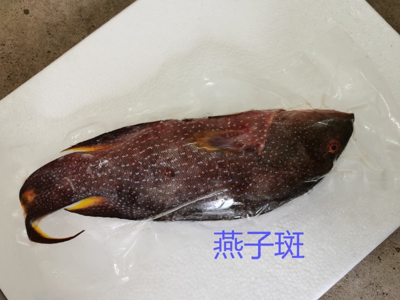 燕尾斑-活杀极冻燕尾斑-海南生鲜供应燕子斑