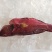 燕尾斑-活杀极冻燕尾斑-海南生鲜供应燕子斑