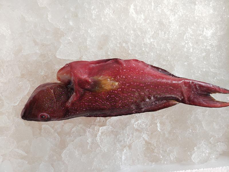 燕尾斑-活杀极冻燕尾斑-海南生鲜供应燕子斑