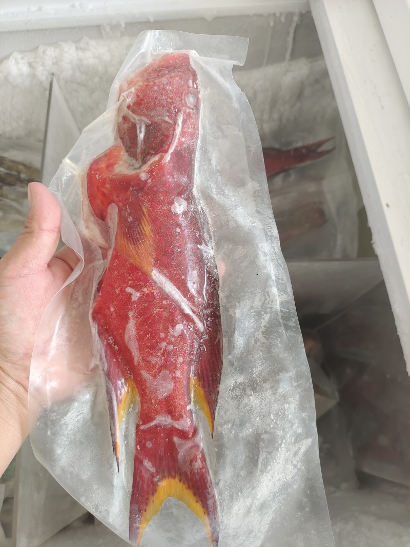 燕尾斑-活杀极冻燕尾斑-海南生鲜供应燕子斑