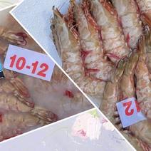 斑节虾-活冻斑节虾批发-海南生鲜供应斑节虾