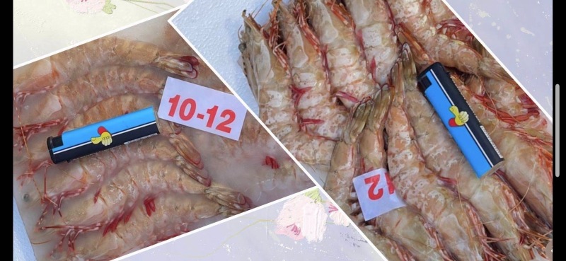 斑节虾-活冻斑节虾批发-海南生鲜供应斑节虾