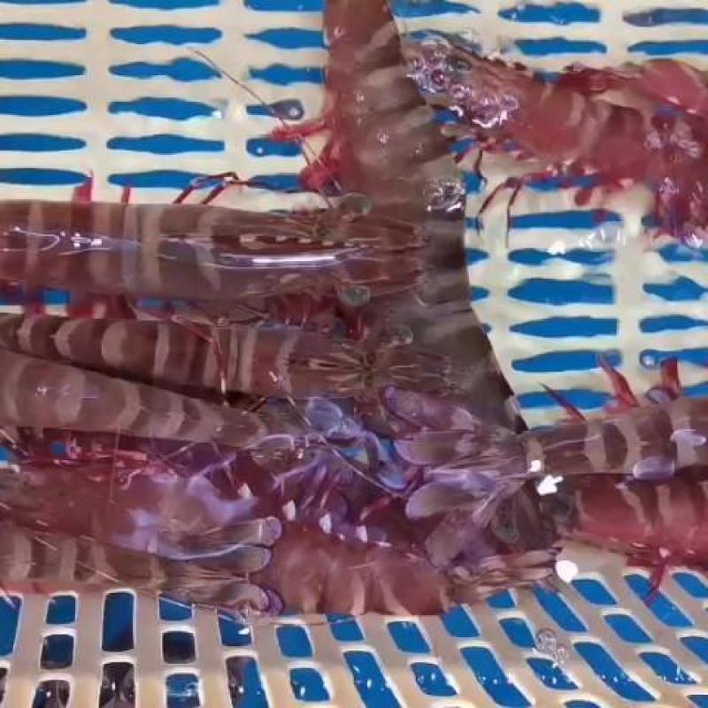 斑节虾-活冻斑节虾批发-海南生鲜供应斑节虾