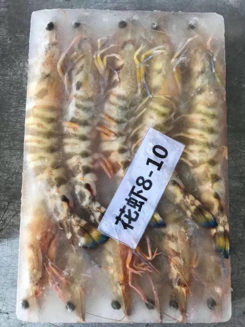 斑节虾-活冻斑节虾批发-海南生鲜供应斑节虾