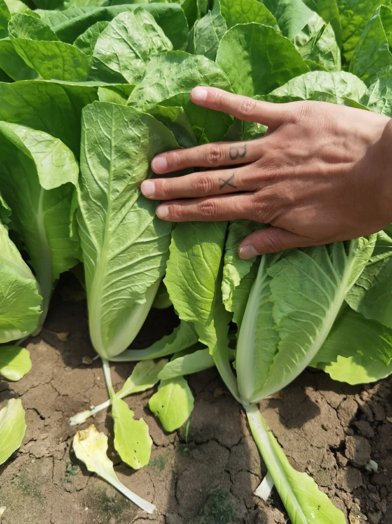 精品毛白菜奶油小白菜大量上市产地一手货源欢迎采购