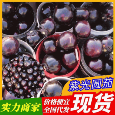 【实力商家】万亩种植基地【紫光圆茄】价格便宜一条龙服务